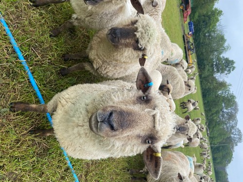 Raw sheep fleece 2023 - raw, wool