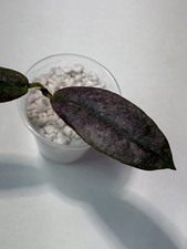 RARE HOYA MITRATA SILVER