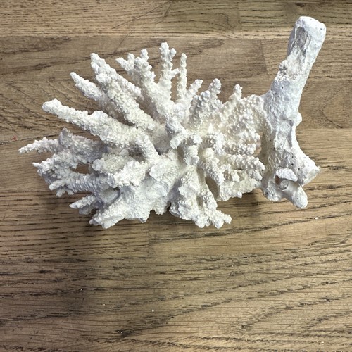 Large real natural coral - real, reef