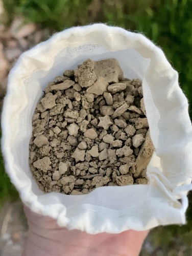 Crinoid star fossil dig - crinoid,