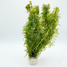Egeria Najas x5 Stems Pondweed