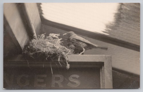 Rppc bird feeding - feeding, chicks