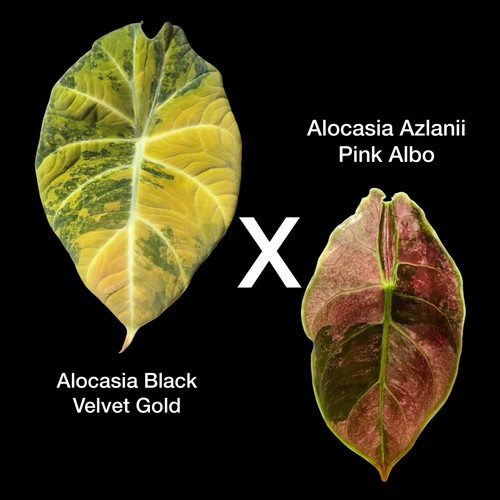 Super rare alocasia - rare, hybrid
