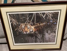 Steven Townsend Tiger Limited