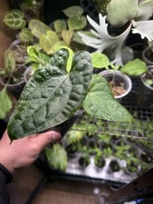 Anthurium Muchlis X Luxurians