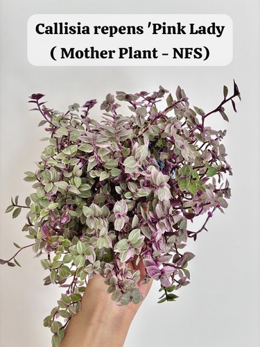 Indoor houseplant callisia - indoor,