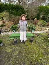 2 x Bay Trees half standard