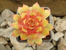 1 x 'Gold Nugget' beautiful