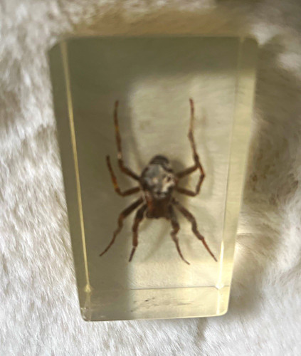 Collectors items spider - :, &