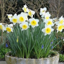 15 Daffodil Narcissus Ice