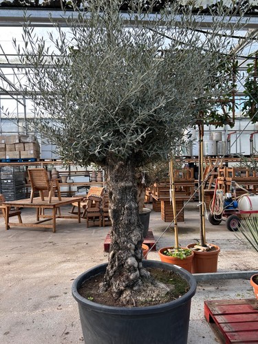 Olive tree extra large pot - extra,