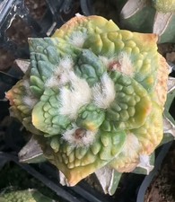 Rare Ariocarpus Fis Hybird