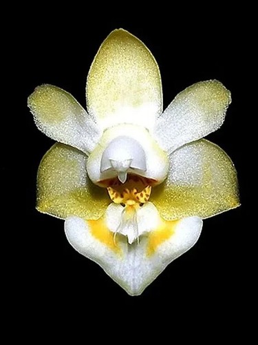 Rare phalaenopsis gibbosa - rare,