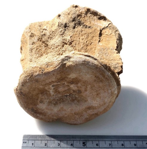 Genuine fossil plesiosaur - genuine,