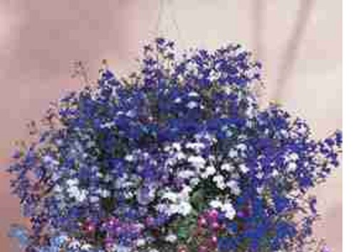 Trailing lobelia medium - ,