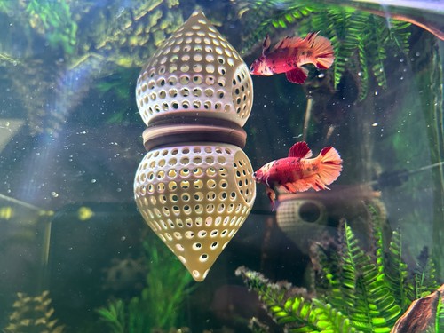 Bettapod floating betta - bettapod,