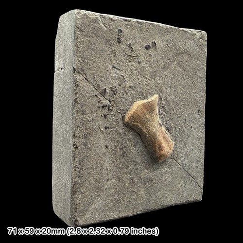 Ichthyosaur humerus fossil - ichthyosaur,