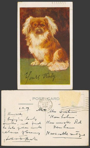 Pekinese pekingese dog puppy - pekingese,