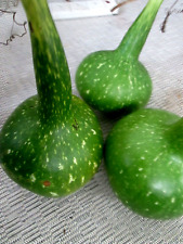 12 SPECKLED SWAN  GOURD SEEDS  -  FOR CRAFTS AND DECORATIONS - GROWN IN U.K