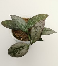 Hoya Rosita silver 