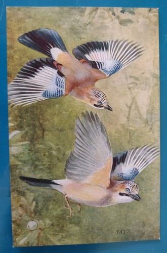 Bird postcard artist - bird, roland