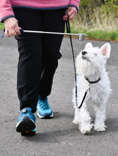 Trot treat positive - 'n', lure