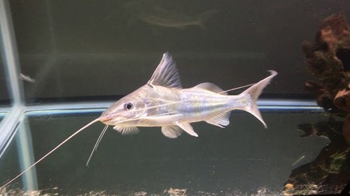 Four line pictus catfish - four,