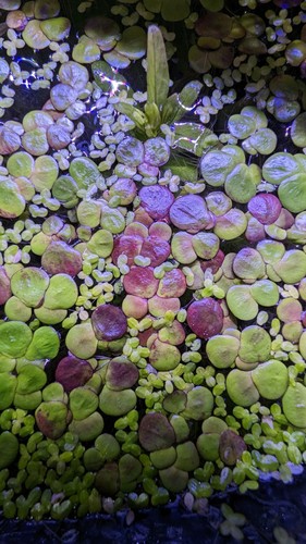 Duckweed mix floating plant - mix,