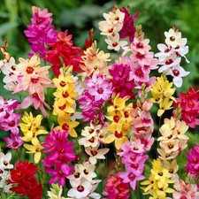Ixia Magic Wand Mix 80 Bulbs