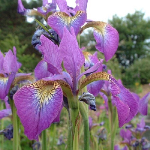 Iris sibirica sparkling - iris, rose