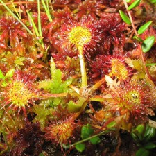 Drosera Rotundifolia - 15 Seeds - Round Leaved Sundew Carnivorous Plant