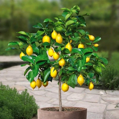 Meyer lemon tree 24 - meyer, 16-24"
