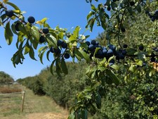 2LB Sloe berries for gin or jam making