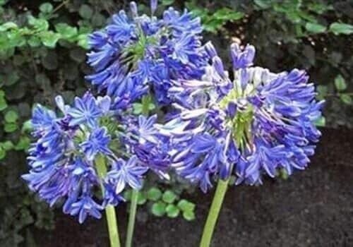 Agapanthus africanus lily - 1,