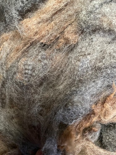 Sheeps wool whole - wool, fleece