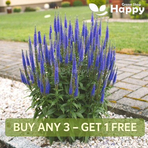 Spiked speedwell veronica - spiked,