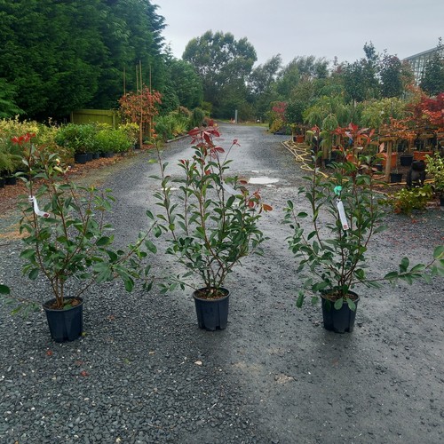 Photinia red robin - 3,