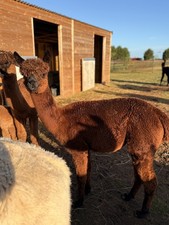 Catalina's Brown Huacaya