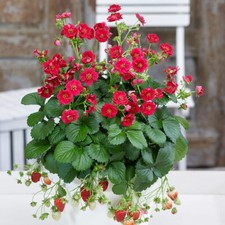 Strawberry Summer Breeze Rose
