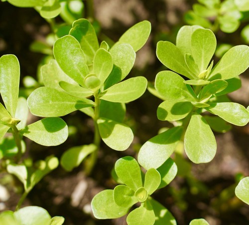 Purslane green 5000x seeds - green,