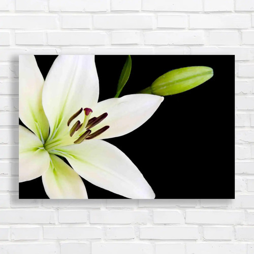 Captivating lily flower - captivating,
