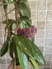 Hoya Pubicalyx Dark Red Splash