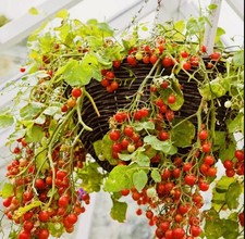 3x Red Tumbling Tom Tomato