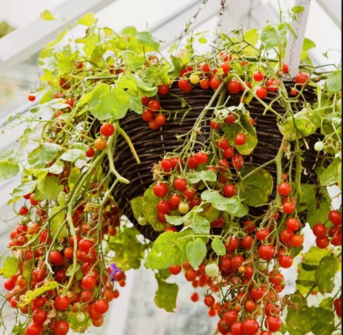 Red tumbling tom tomato - tumbling,