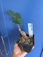 Firmiana simplex Bonsai Form -