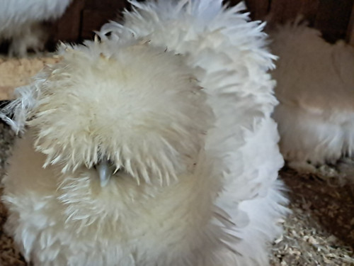 Hatching eggs silkies - eggs,silkies,, show