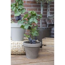 Dwarf Grape Vine – Vitis
