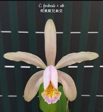Cattleya Forbesii x sib