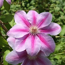 Clematis Bees Jubilee Climbing