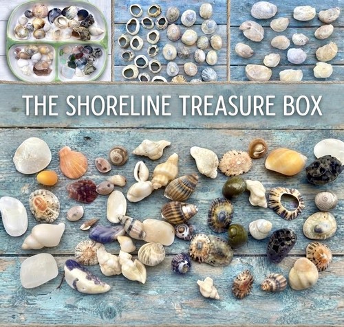 Natural sea shells - sea, mixed